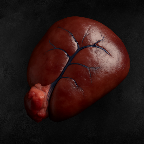 Beef Prostate